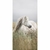 Caballo blanco - comprar online