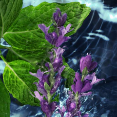 Perfume Cool Water Eau de Toilette Davidoff - comprar online