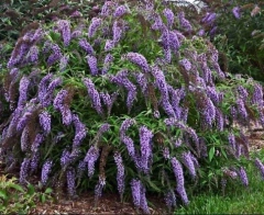 BUDDLEIA