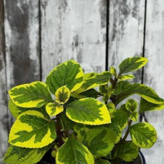 DOLAR VARIEGADO S12 - comprar online