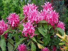 JUSTICIA CARNEA 3L en internet