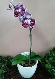 ORQUIDEA PHALAENOPSIS