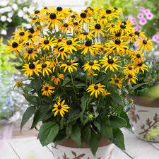 RUDBECKIA en internet