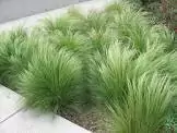 STIPA s12