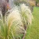 STIPA s12 - comprar online