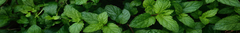 Banner da categoria LINHA BUCAL