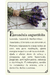 Sabonete Lavanda e Alecrim - comprar online