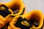 Dunk Low Goldenrod - Nobre Sneakers 
