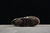 Imagem do Tênis Samba OG Tweed Pack "Dark Brown”