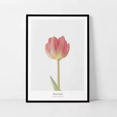 FLORES TULIPAS