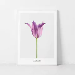 FLORES TULIPAS - comprar online