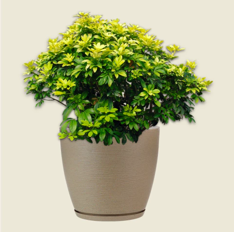 Maceta Amsterdam 69x70cm beige