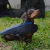 Collar doggys - comprar online