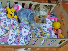 Combo Comedero - Bebedero Doble + Cama Para Perros en internet