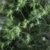 Óleo Essencial de Tea Tree (Melaleuca) - Laszlo - 10ml na internet