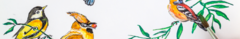 Banner da categoria Aves e Pássaros