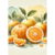 Gravura Essência de Laranja em Estilo Realista Botânico - 48X33 - comprar online