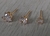 Cod; 78; Trio de brincos, ponto de luz, formato coração em tamanhos diferentes. - comprar online