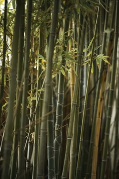 Banner de la categoría Bambú / Pul