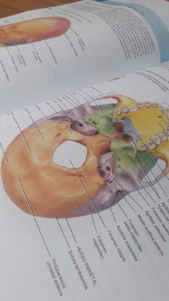Tortora - LIBRO -  Anatomia y Fisiología - 13º edición - comprar online