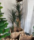 Yucca - comprar online