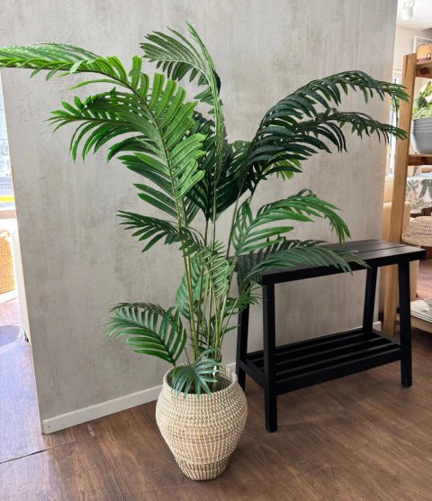 Planta Areca