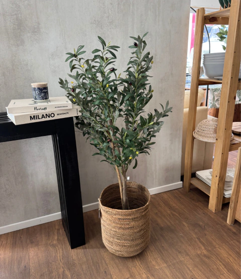 Planta Olivo