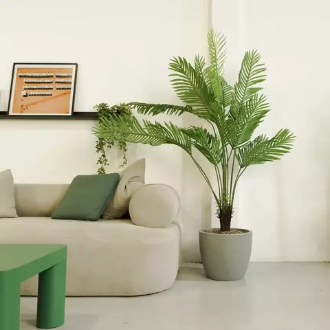 Planta Palmera Areca