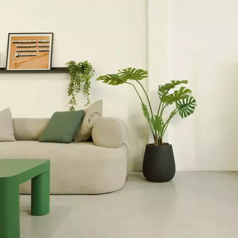 Planta Costilla de Adán