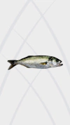 Anchoa de Banco Penca - comprar online