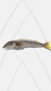 Salmón Blanco Penca