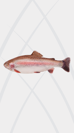 Trucha Salmonada (Entero)