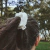 Scrunchie de algodón Casa Woodstock - comprar online