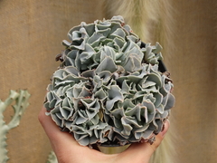 ECHEVERIA NICHII - COLONIA (POTE11)