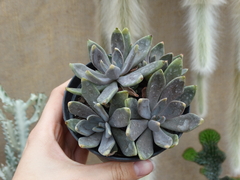 echeveria lyonsii colônia (pote11)