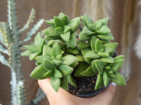 Crassula Springtime (pote11)