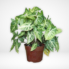 Syngonium