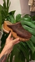 tamanco de madeira - comprar online