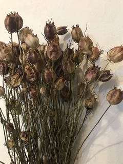 nigella
