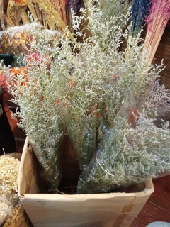latifolia - comprar online