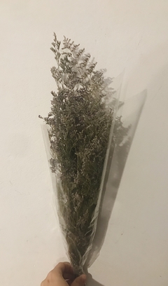 latifolia en internet