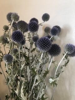 Echinops