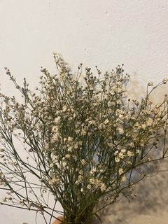 Gypsophila - comprar online