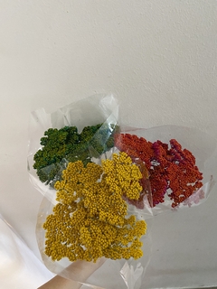 Achilea colores - comprar online