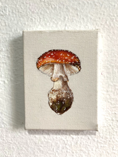 Amanita Muscaria - coleção quadrinhos