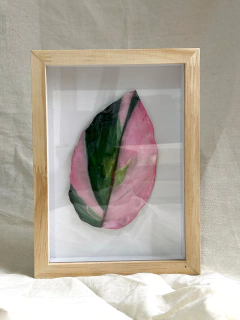 [Pronta entrega] Quadro Escultura Filodendro pink princess