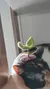 Presilha Plantinha - comprar online