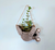 Cachepot Cachepo Koala para MINI Suculentas
