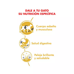 Royal Canin Siamese Gato Adulto 1.5kg - comprar online
