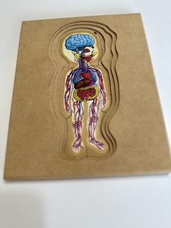 ROMPECABEZAS DE MADERA NENE O NENA MONTESSORI: "EL CUERPO HUMANO" (5 EN 1) - comprar online